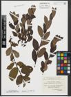 Foto von Salix rhaetica Andersson